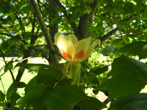 A tulip poplar bloom.