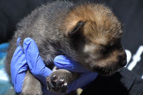 Mexican wolf pup with is held with in a hand wearing a blue latex glov