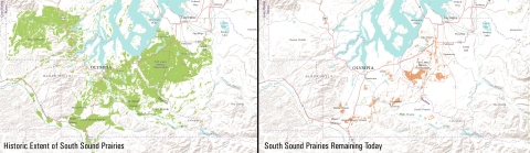 Side-by-side maps showing the significant decrease in prairies of the South Sound region of Washington State from its historical extent
