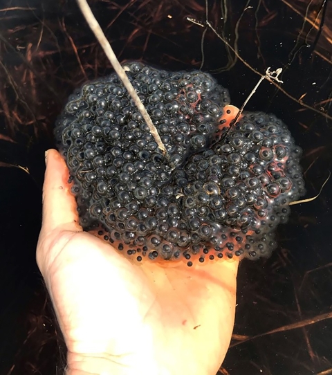 A hand is extended with dark murky water behind it. The hand is holding a round mass of bunch of eggs clumped together. Individual eggs show a single black dot inside surrounded by a clear gelatinous sphere.