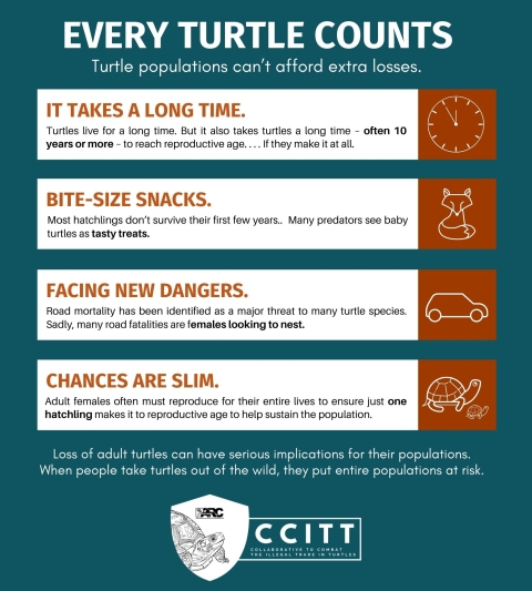 White text on teal background reads, ‘ Every Turtle Counts. Turtle populations can’t afford extra losses.’ Below this title text is orange and black text over white background reads: ‘It takes a long time.Turtles live for a long time. But it also takes turtles a long time – often 10 years or more – to reach reproductive age. . . If they make it at all. Bite-Size Snacks. Most hatchlings don’t survive their first few years.Many predators see baby turtles as tasty treats.Facing New Dangers. Road mortality has
