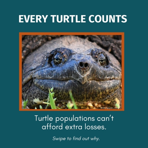 White text on teal background reads, ‘ Every Turtle Counts.” Below this text is a zoomed image of a snapping turtle, with a small caption of ‘Grayson Smith, USFWS’. Resting below image is text reading,’Turtle populations can’t afford extra losses. Swipe to find out why.” Lower corner sits the CCITT Logo.