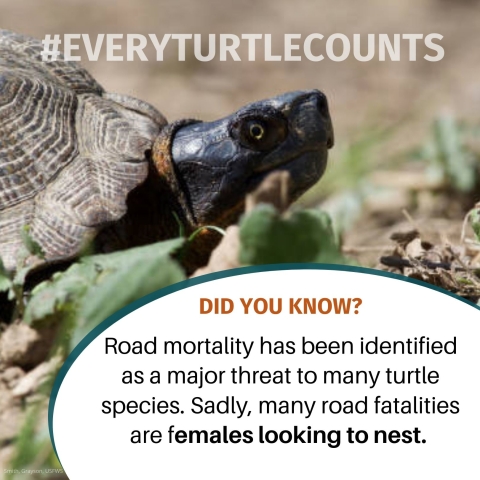 Image of wood turtle with white text reading,’#everyturtlecounts.’ In lower right corner is orange and black text over a white background reading,’Did you know? Road mortality has been identified as a major threat to many turtle species. Sadly, many road fatalities are females looking to nest.’ CCITT logo is placed in lower corner, next to a small caption of ‘Grayson Smith, USFWS’