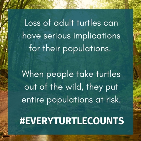 White text over teal background reading, ‘Loss of adult turtles can have serious implications for their populations. When people take turtles out of the wild, they put entire populations at risk. #everyturtlecounts.’ This section is displayed over a scenic background of forest. 
