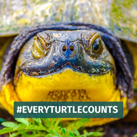 Image of freshwater turtle with white text over teal background reading, ‘#Everyturtlecounts.’ 