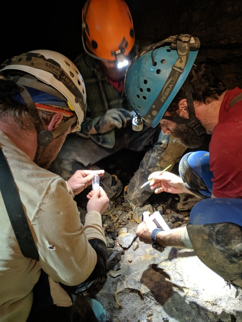 Biologists from USFWS and USGS collecting specimen during Fern Cave bioinventory.