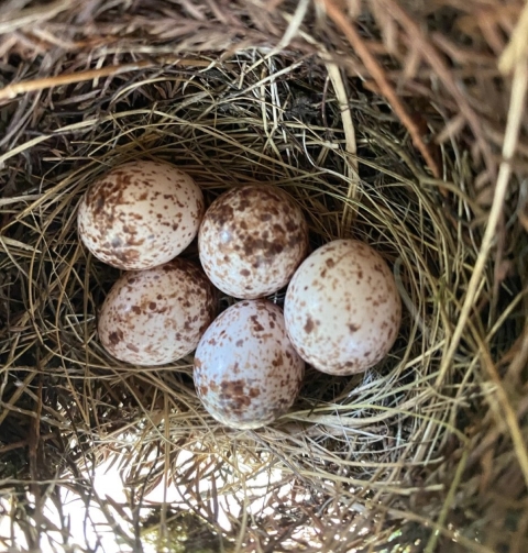 white and brown speckled eggs in a nest