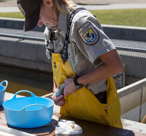 A woman in a U.S. Fish and Wildlife Service uniform and overalls holding a fish and expelling its eggs into a plastic bowl