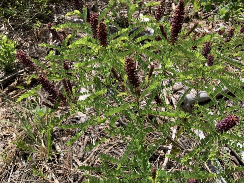 A plant with brown inflorescences