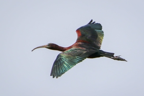 Brown, black, green & teal glossy ibis flies against a clear blue sky