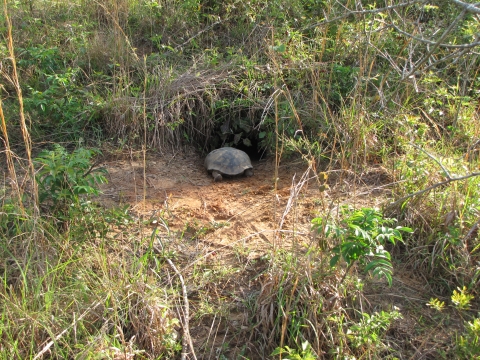 A tortoise crawls into a hole seen under think brush. At the entrance there is dirt kicked up. 