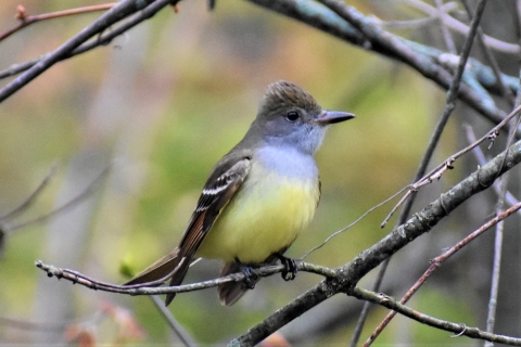 Great crested flycatcher on twig