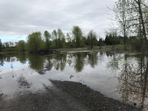 Shallow water covers portions of gravel trail and spills out onto the wetland; trees in background