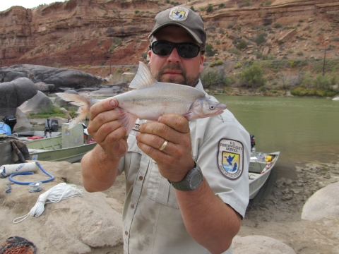 A man in a U.S. Fish and Wildlife Service uniform and sunglasses holds up a light beige fish. The fish has a large hump on it's back and a narrow head. Behind the man is several fishing boats on the edge of a river that runs through a red stone ravine. 