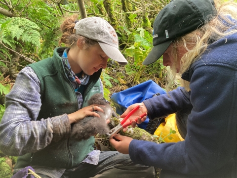 one volunteer holds a tufted puffin chick while the other places a band around its leg