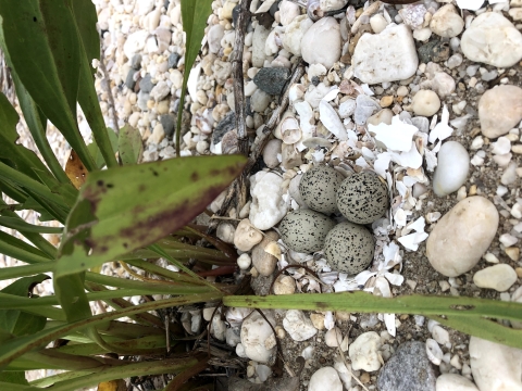 Four small grey and speckled eggs rest in a nest of shell and rocks on a beach. A green leafy plant slightly covers the nest. 