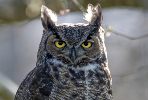 Close-up of a Great Horned Owl