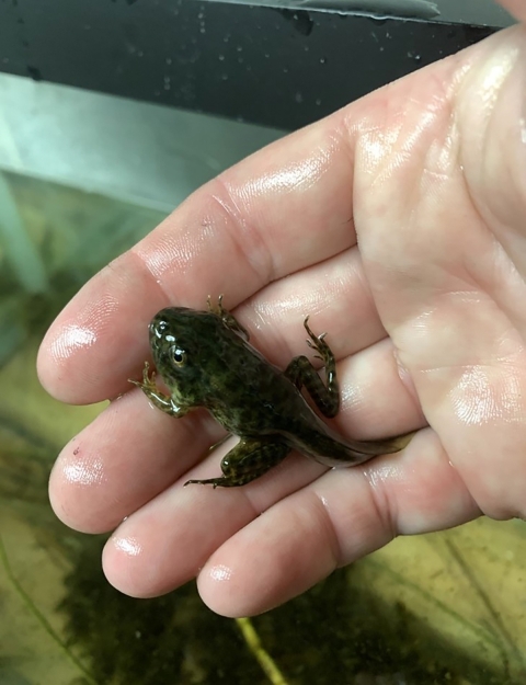 Large tadpole with four limbs and a tail held on a hand with some murky green water in the background.