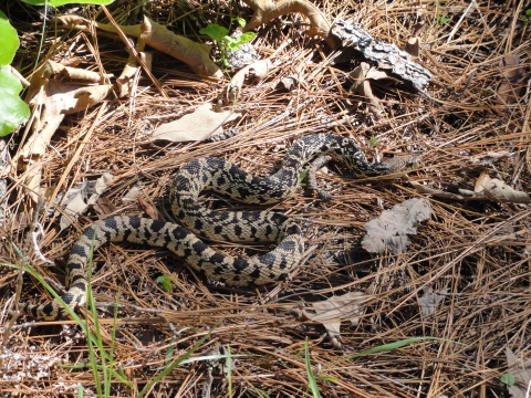 large snake crawling on pine straw