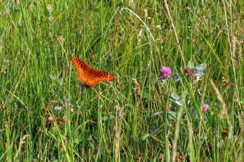 Photo of a male silverspot butterfly, showing orange and black upper side in vegetation with wings spread