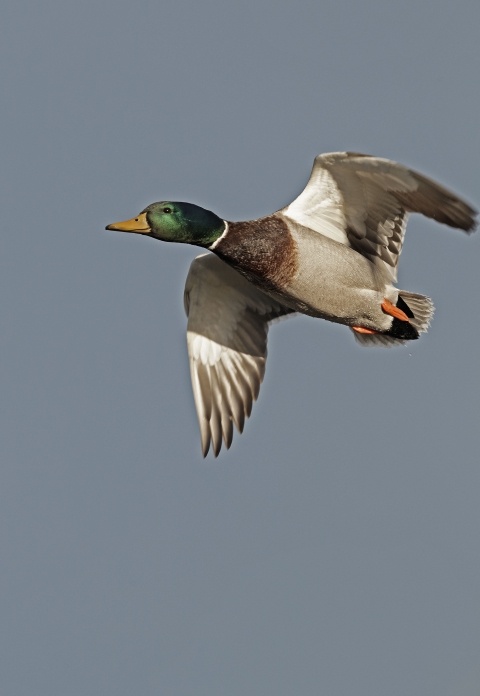 Drake Mallard in flight 