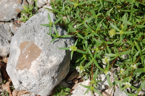 Green shrub showing 3 to 4 slender leaves radiating below several white flowerheads. Rocks also visible nearby.