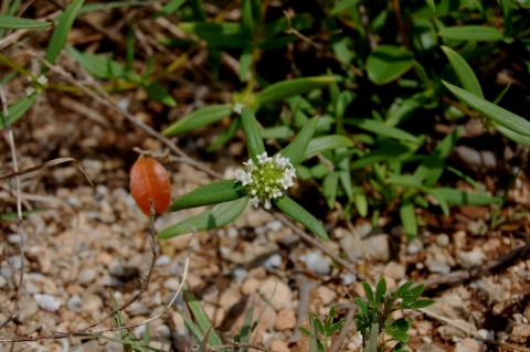 A small cluster flower made up of multiple smaller modified leaves that look like smaller flowerets, shown in the center with three elongated green leaves radiate away from the flower. Other vegetation rocks are visible in the background.