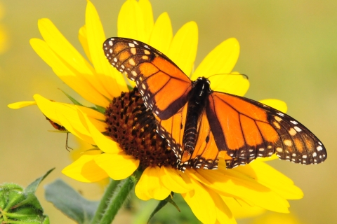 A bright orange and black butterfly perches on a yellow flower.