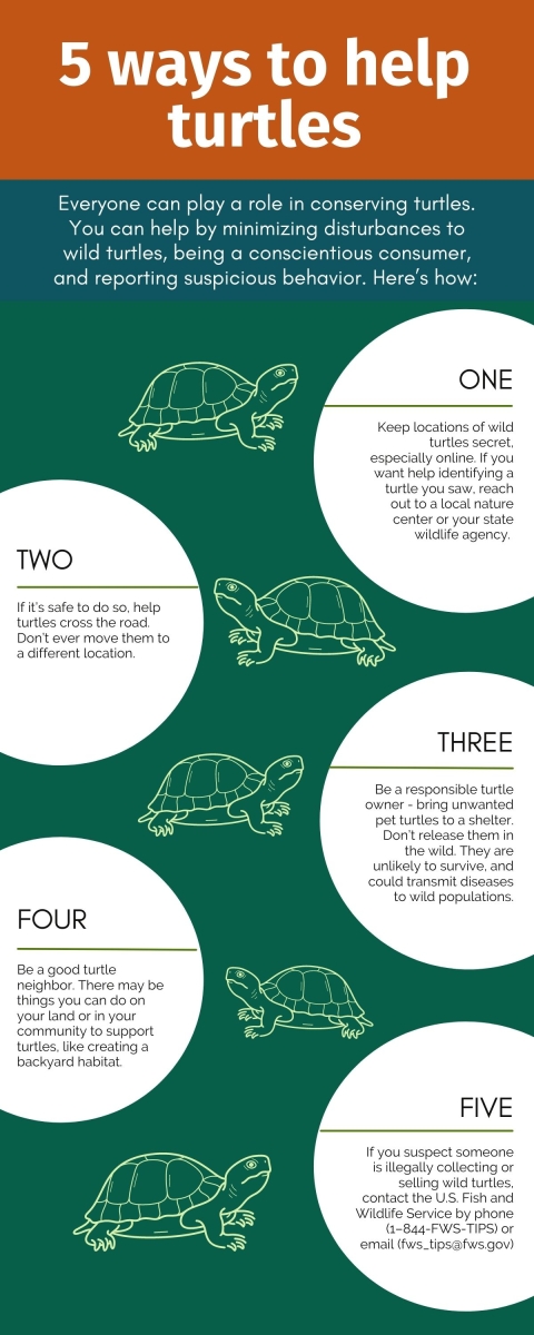  At the top, large text reads: “5 ways to help turtles, Everyone can play a role in conserving turtles. You can help by minimizing disturbances to wild turtles, being a conscientious consumer, and reporting suspicious behavior. Here’s how:”, below this, 5 white circles contain text, each with a turtle graphic next to it. In order, the text reads: “One: Keep locations of wild turtles secret, especially online. If you want help identifying a turtle you saw, reach out to a local nature center or your state wildlife agency. Two: If it’s safe to do so, help turtles cross the road. Don’t ever move them to a different location. Three: Be a responsible turtle owner - bring unwanted pet turtles to a shelter. Don’t release them in the wild. They are unlikely to survive, and could transmit diseases to wild populations. Four: Be a good turtle neighbor. There may be things you can do on your land or in your community to support turtles, like creating a backyard habitat. Five: If you suspect someone is illegally collecting or selling wild turtles, contact the U.S. Fish and Wildlife Service by phone (1–844-FWS-TIPS) or email (fws_tips@fws.gov)”