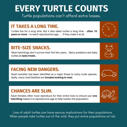 White text on teal background reads, ‘ Every Turtle Counts. Turtle populations can’t afford extra losses.’ Below this title text is orange and black text over white background reads: ‘It takes a long time.Turtles live for a long time. But it also takes turtles a long time – often 10 years or more – to reach reproductive age. . .  If they make it at all. Bite-Size Snacks. Most hatchlings don’t survive their first few years.Many predators see baby turtles as tasty treats.Facing New Dangers. Road mortality has