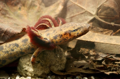 Partial view- head, upper torso, and right forelimb - of a salamander underwater standing on a rock with leaves and other debris in the background.