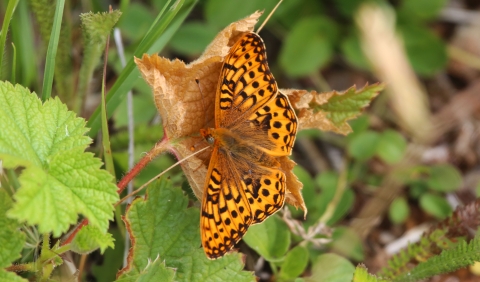 Orange spotted butterfly rests with open wings on a leaf or flower.