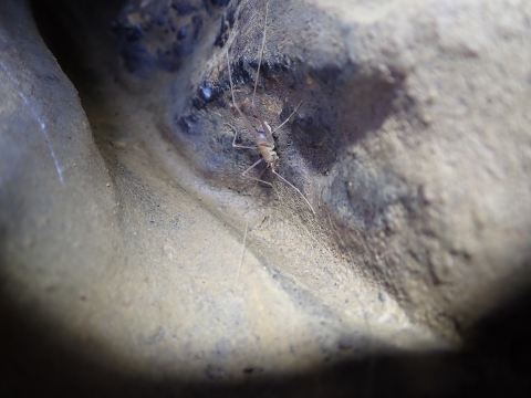 Cave cricket at Fern Cave, Alabama.