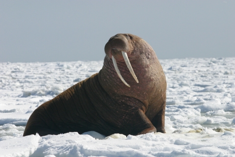 A large Pacific Walrus bull sitting on iced seascape looking at the camera