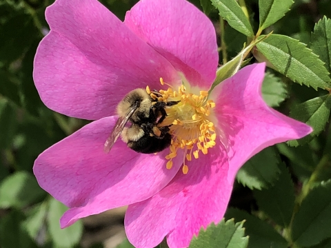 Bee on the center of a prairie rose