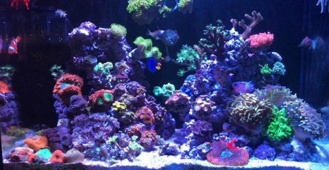 Corals and fish in an aquarium.
