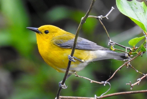 Bright yellow and black bird clinging to forest vine