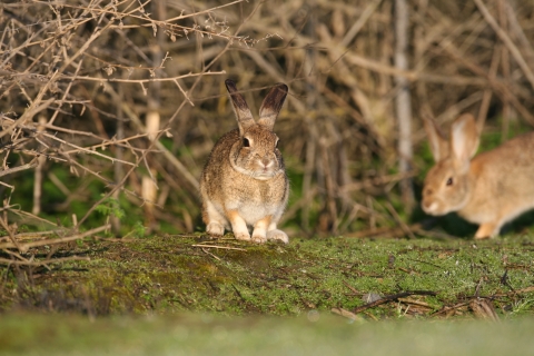 Photo shows two small rabbits in a woody habitat, one is looking towards the camera while the other passes behind.