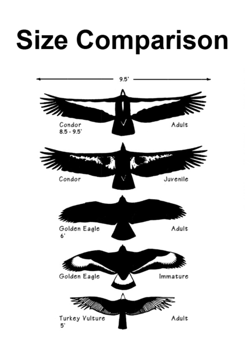 a graphic showing the size comparison of five birds