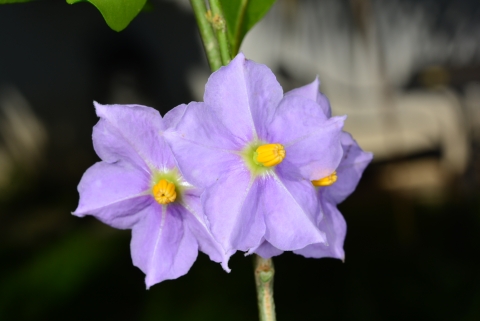 Light purple, five petal flowers with yellow centers on a branch with green leaves.
