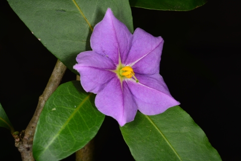 Five-petal, purple flower with a yellow center and three green leaves radiating from the base of the flower. 