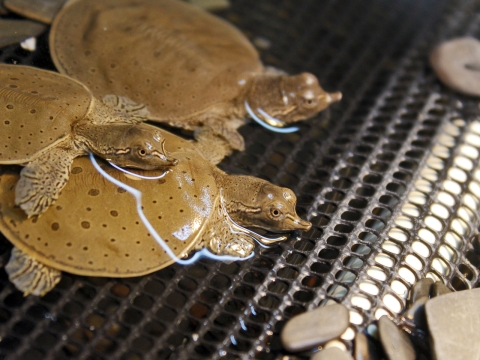 Three juvenile spiny softshell turtles in tank. 