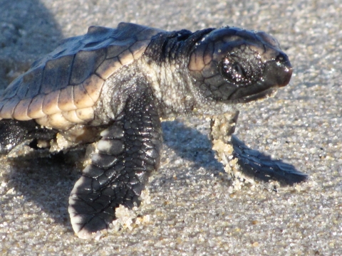 A baby sea turtle props itself up on its front flippers in the sand.