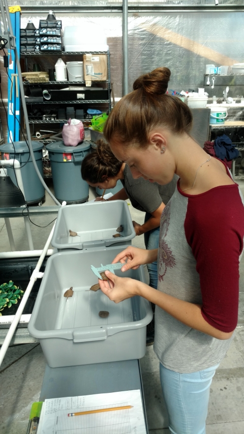 Students along 2 plastic tubs measure baby turtles. 