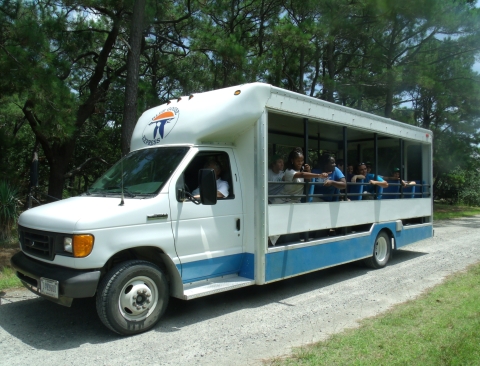 Large, open air bus vehicle stopped on a gravel path in front of a line of pine trees. The passengers are pointing to something next to the vehicle.