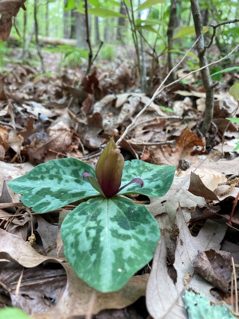 A small plant with three broad leave and flower on a forest floor