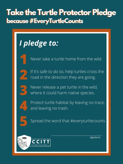 In white letters, across a blue background, text reads: “Take the Turtle Protector Pledge, because #EveryTurtleCounts. I pledge to: 1. Never take a turtle home from the wild. 2. If it's safe to do so, help turtles cross the road in the direction they are going. 3. Never release a pet turtle in the wild, where it could harm native species. 4. Protect turtle habitat by leaving no trace, and leaving no trash. 5. Spread the word that #everyturtlecounts.” Below that, the CCITT logo, and a line for a signature. 