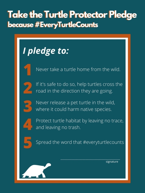 In white letters, across a blue background, text reads: “Take the Turtle Protector Pledge, because #EveryTurtleCounts. I pledge to: 1. Never take a turtle home from the wild. 2. If it's safe to do so, help turtles cross the road in the direction they are going. 3. Never release a pet turtle in the wild, where it could harm native species. 4. Protect turtle habitat by leaving no trace, and leaving no trash. 5. Spread the word that #everyturtlecounts.” Below that, a turtle graphic, and a line for a signature.