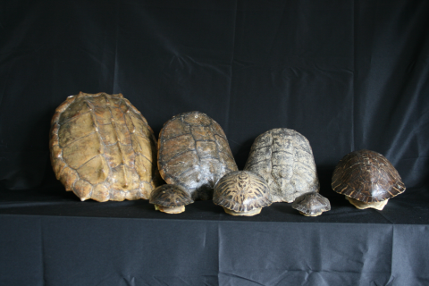 Seven turtle shells of various sizes arranged against a black backdrop.