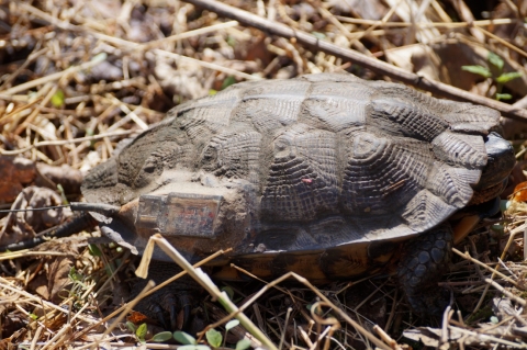 A turtle pictured on a forest floor. On one side of it's shell, a tracker can be seen, a small box with an antennae sticking off of it. 
